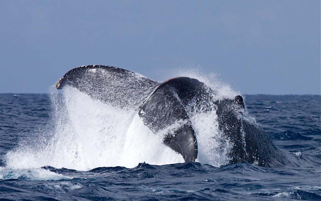 whale tail fluke emerging from deep blue ocean with dramatic splash, cinematic wildlife photography, Silver Bank