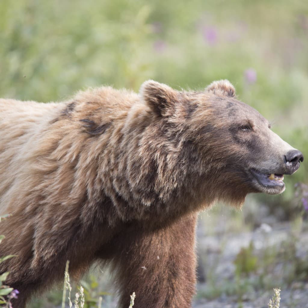 close-up of brown grizzly bear in natural habitat, Alaska wilderness, cinematic wildlife photography