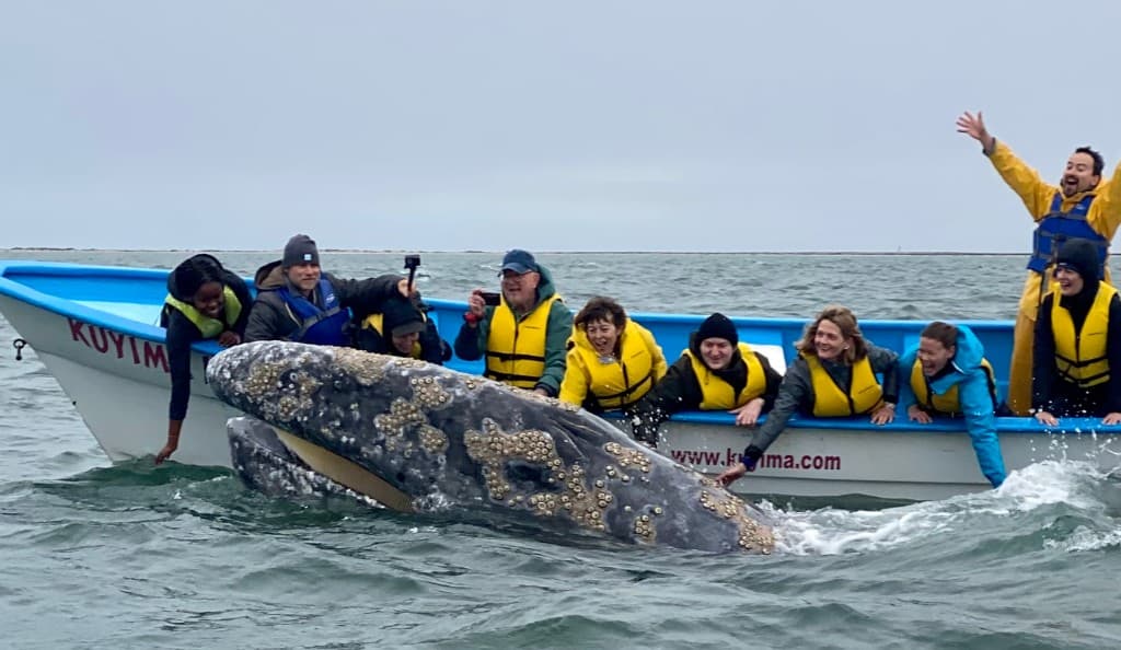 grey whale breaching near tour boat with excited passengers in yellow life vests, whale watching expedition
