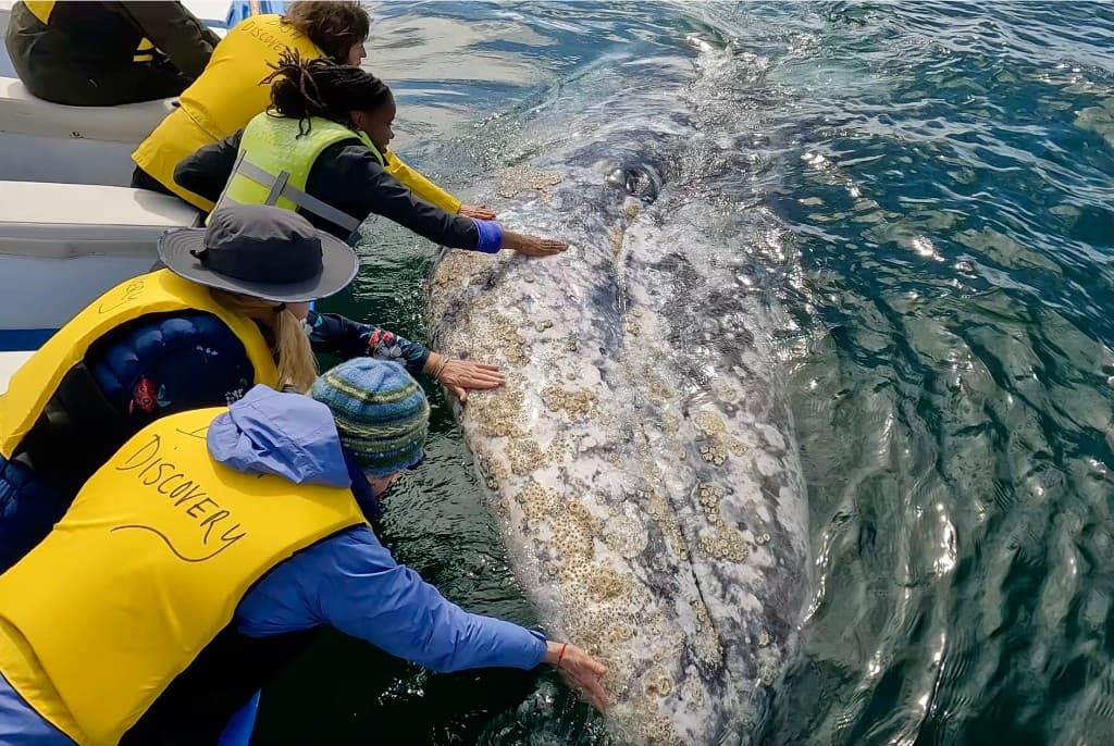 people touching grey whale from boat, intimate wildlife encounter, sunny ocean